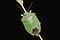 Palomena prasina (Odorek zieleniak)